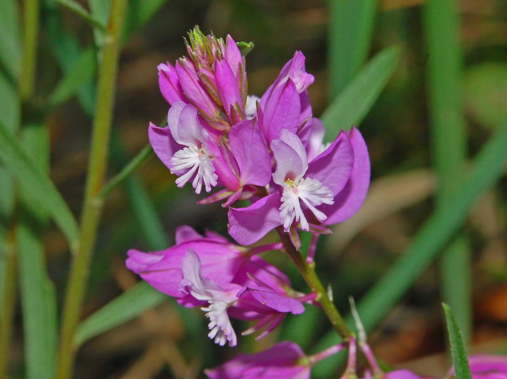 Polygala sp.